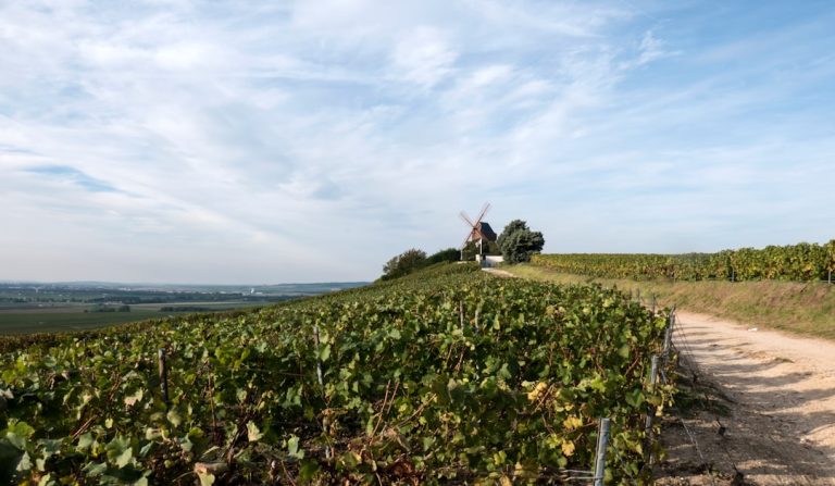 The Art and Science of Hedge Pruning: Shaping Nature’s Beauty